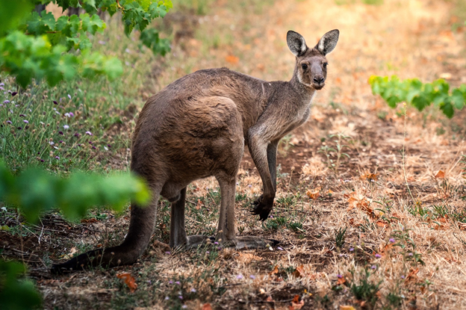 Yellow-footed rock wallaby